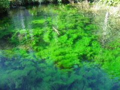 Algae in lake