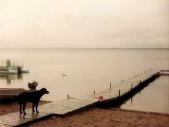 Beach, dock, dog