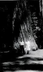 Oliver, Pappy, Redwoods, July 1946
